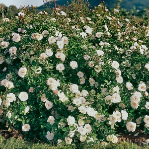 Rose Climbing White Dawn